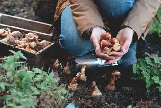 Person holding brown bulbous tulip bulbs in TN Nursery article