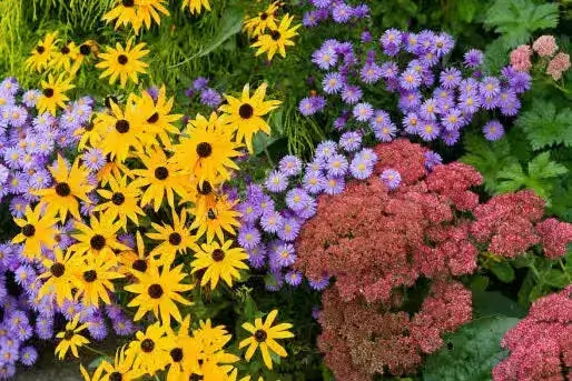 Vibrant low-maintenance perennials: yellow black-eyed susans, purple asters, pink sedum