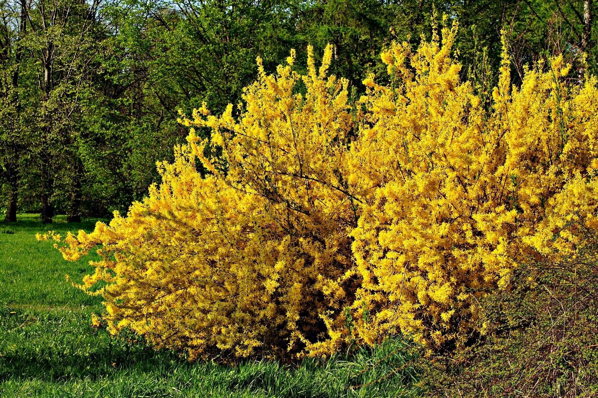 Vibrant yellow forsythia bush in full bloom brightens garden