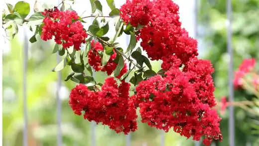 Vibrant red crepe myrtle blossoms in heart-shaped clusters on green foliage