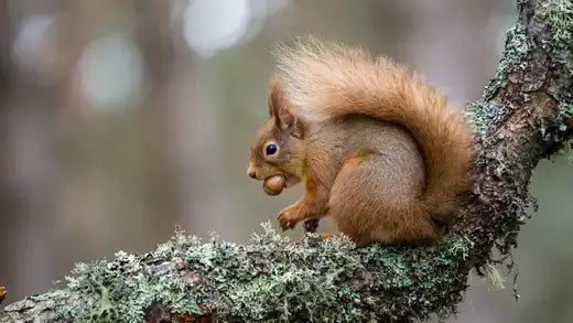 Fluffy red squirrel with bushy tail holds nut on mossy branch in wildlife garden