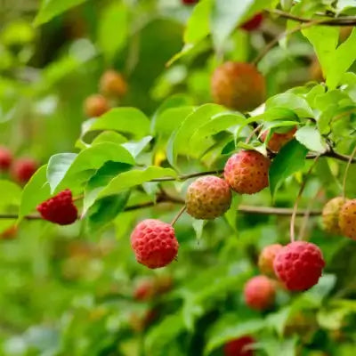Ripe red lychees on Kousa dogwood tree branch with green leaves