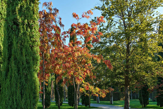 Vibrant red and orange sourwood maple tree against green trees and blue sky