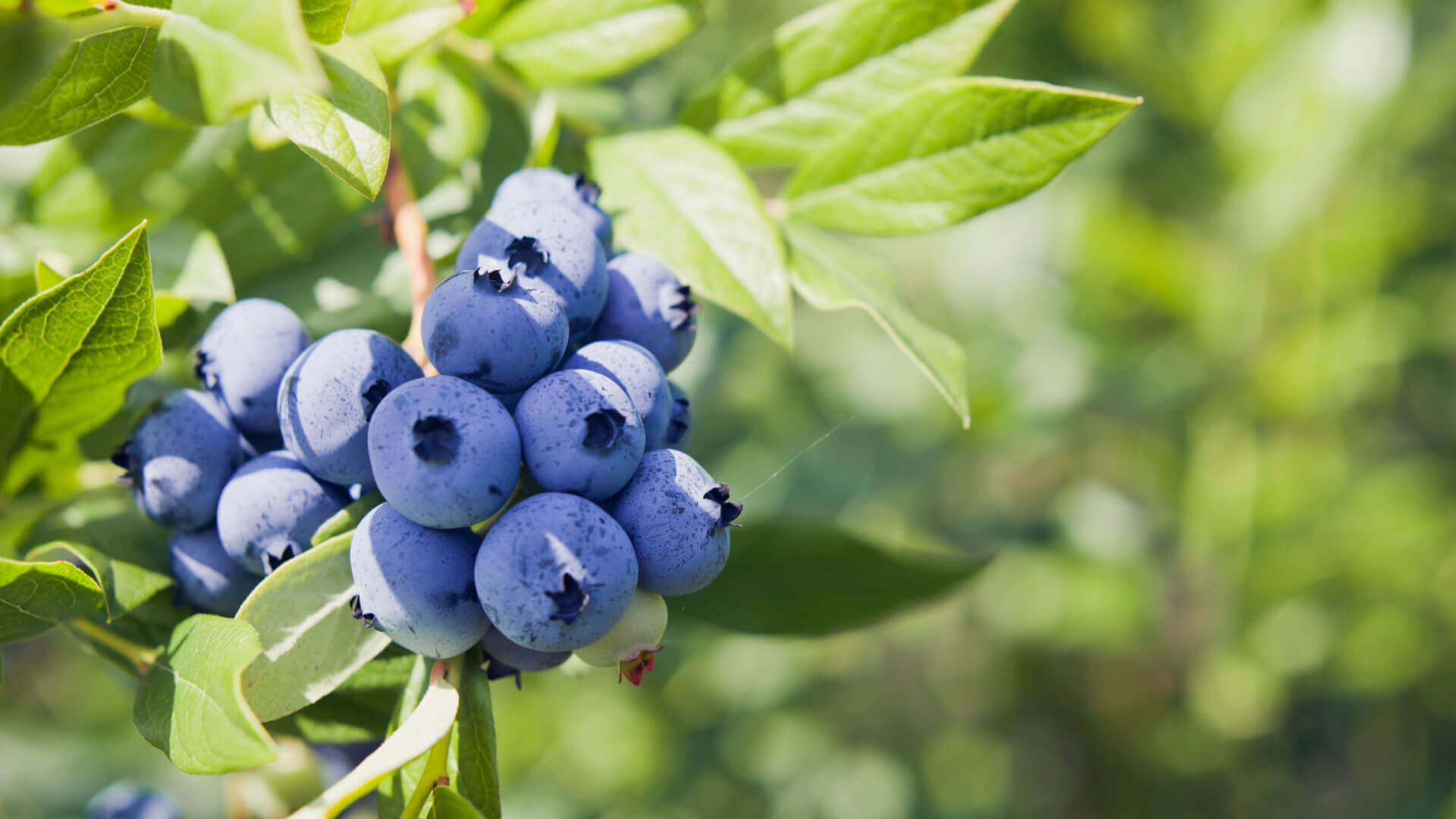Ripe high bush blueberries with sheen amid green leaves