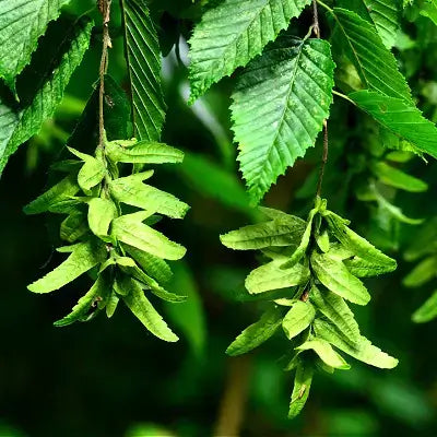 Green leafy elm seed pods on flowering Hornbeam tree branches