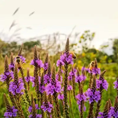 Purple verbena flowers with bees buzzing among native blue vervain blooms