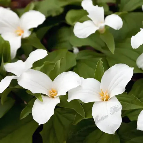White trillium flowers with yellow centers in lush green leaves, garden guide