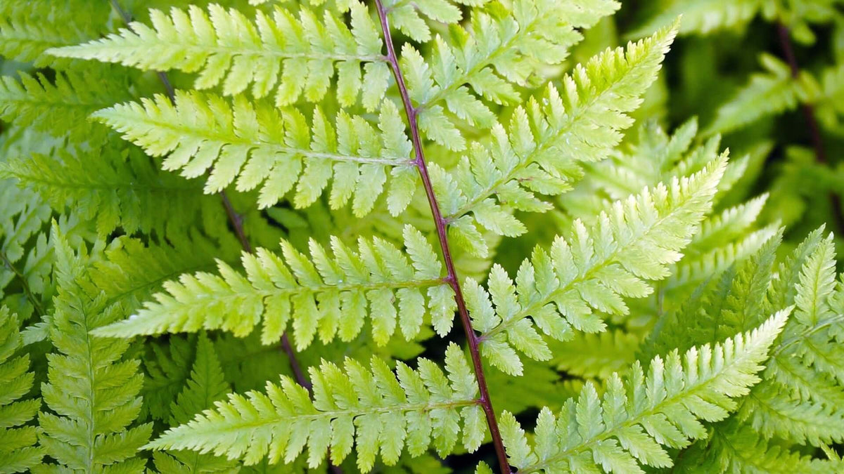 Vibrant light green Feathery Lady Fern frond with feathery leaflets