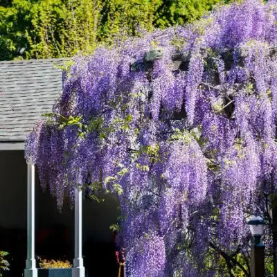 Lush cascading wisteria bush with vibrant purple blossoms