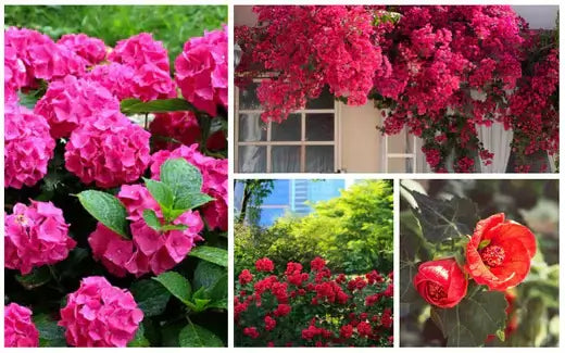 Vibrant pink hydrangea blossoms with lush green leaves in TN Nursery review by Sue Risner