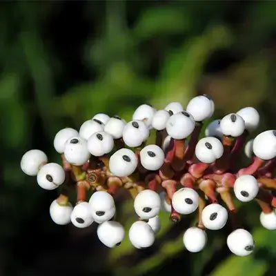 Baneberry doll eye plant glossy white berries with black seeds on reddish-brown stems