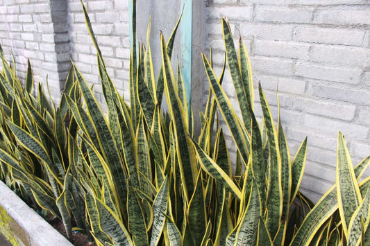 Lush upright sansevieria snake plant variety with yellow-edged leaves