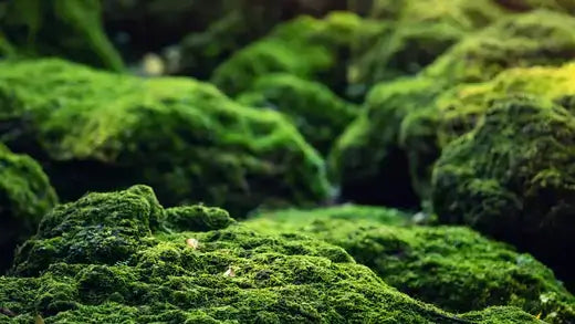 Vibrant green moss for sale blankets rugged rocks in lush TN Nursery setting