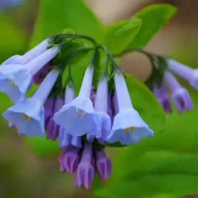 Virginia bluebell cluster with delicate bell-shaped blue purple flowers
