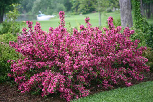 Vibrant pink flowering shrub with dense blossoms and lush green foliage in landscaping