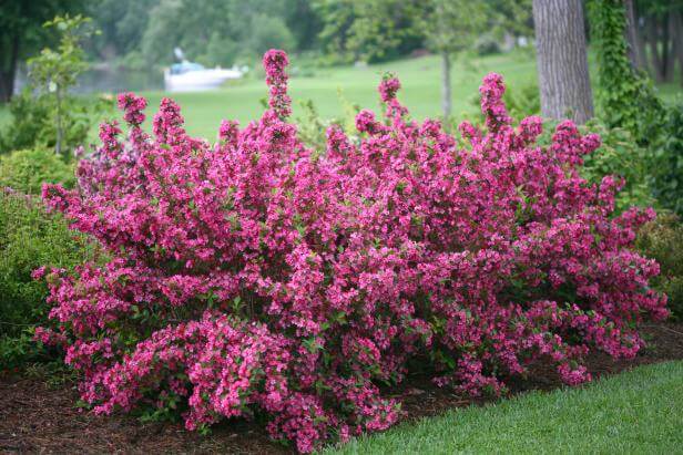 Vibrant pink flowering shrub with dense blossoms and lush green foliage in landscaping