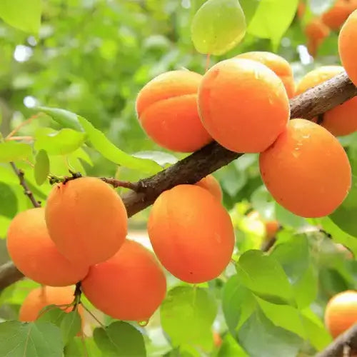 Ripe vibrant orange apricots hanging from tree branch in apricot trees