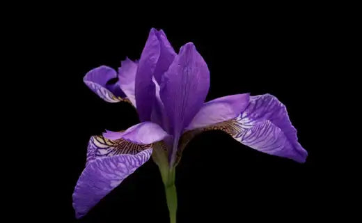 Vibrant purple iris perennial with veined petals and green stem