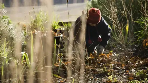 Person in red knit hat and dark jacket gardening in winter outdoor garden