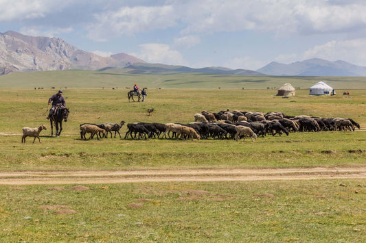 Nomadic herd of sheep and goats grazing sustainable green pasture