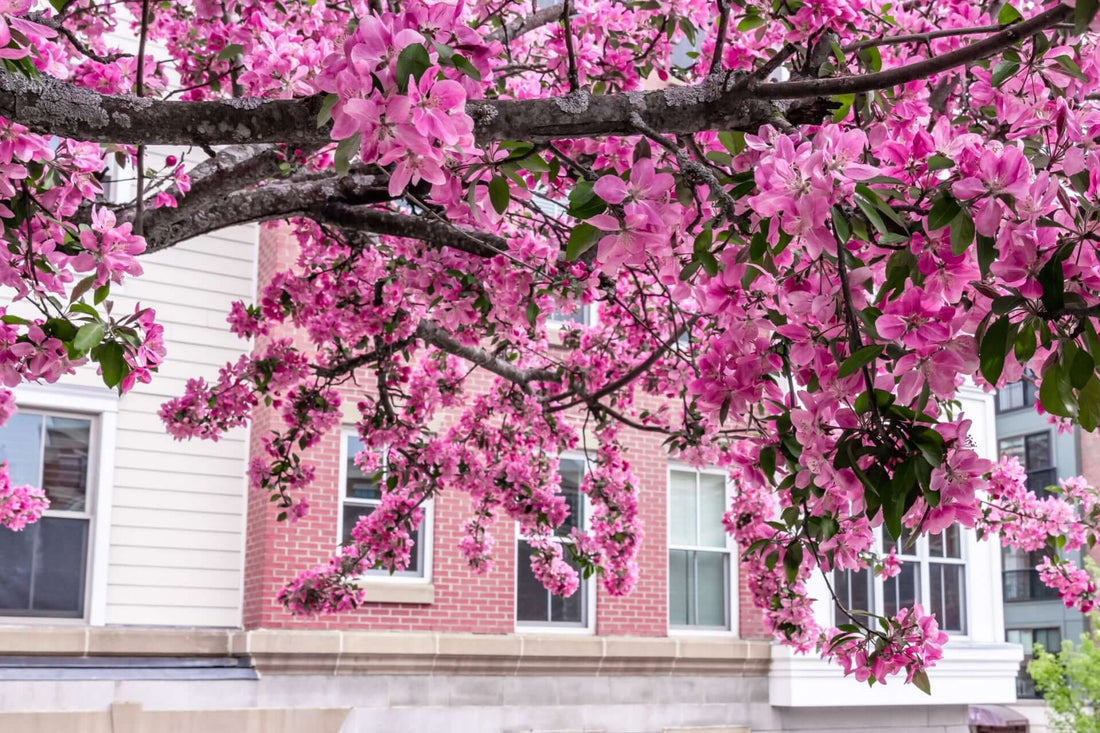 Vibrant pink redbud tree branch with delicate blossoms and green leaves