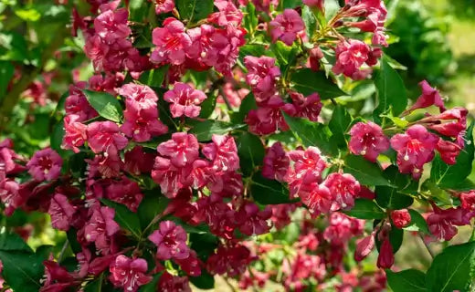 Vibrant pink jasmine flowers with ruffled petals in seasonal shrub tapestry