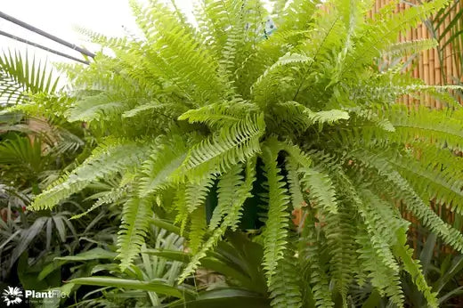 Vibrant green fern with feathery fronds in diverse fern group