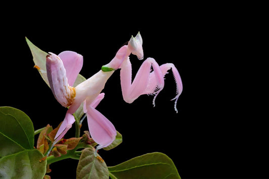 Delicate pink mantis with translucent wings on green stem in biodiversity article