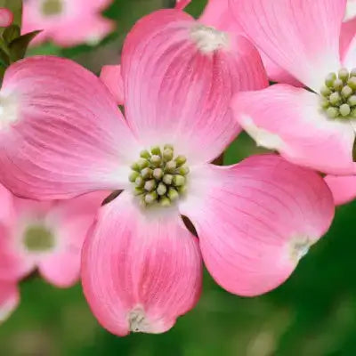 Pink dogwood flowers with four-petaled blooms and green centers