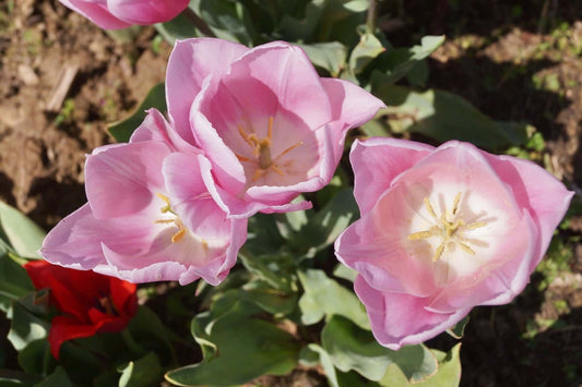 Pink Gabriella tulips with ruffled petals and yellow stamens for home gardens