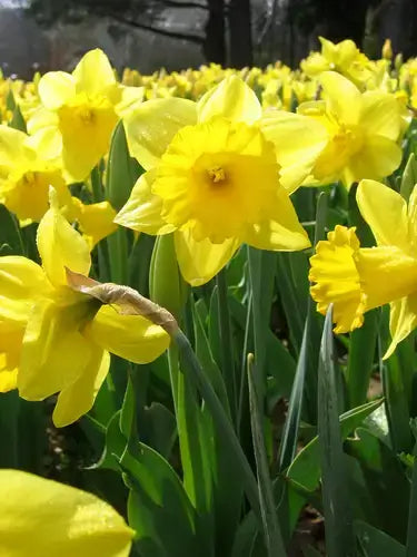 Vibrant field of bright yellow daffodils, a medicinal wonder plant