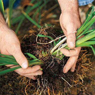 Hands dividing perennial green onions with roots in soil