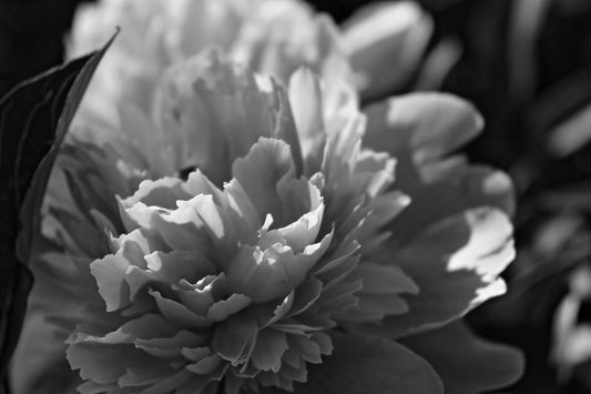 Lush layered peony bloom in elegant monochromatic garden with soft shadows