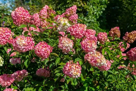 Vibrant pink and white hydrangea bush with dense rounded clusters