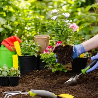 Hand holding pink white flowering plant in blue gloves, Tennessee Wholesale Nursery