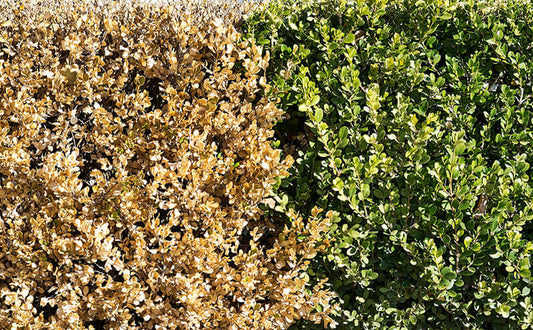 Neatly trimmed hedge with green foliage right, dry leaves left for privacy screen