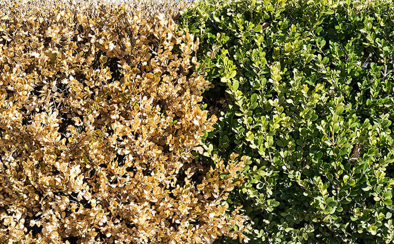 Neatly trimmed hedge with green foliage right, dry leaves left for privacy screen