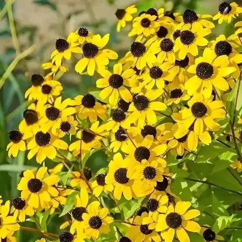 Vibrant yellow black-eyed susan flowers with dark brown centers, summer-blooming perennial