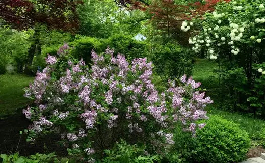 Lush lilac bush with purple blossoms in shrubbery landscape layering design