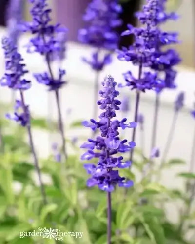 Vibrant purple sage perennial flowers with clustered blooms on slender stems