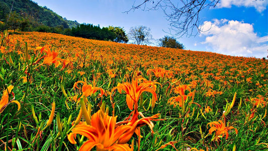 Vibrant orange daylilies blooming on green hillside under blue sky