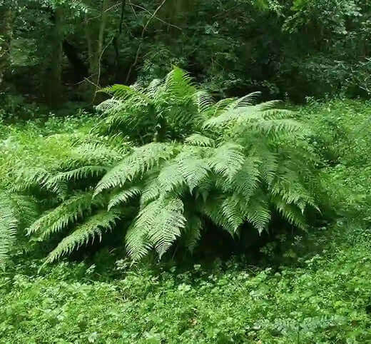 Lush green fern with feathery fronds in dense cluster for healthy growth
