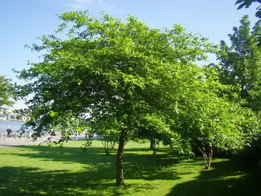 Lush Tupelo tree with dense green foliage and sturdy trunk in sunlit park