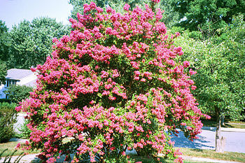 Red Rocket Crepe Myrtle tree with vibrant pink blossoms and lush green foliage