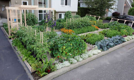 Lush organic vegetable garden with leafy greens and flowers in raised beds