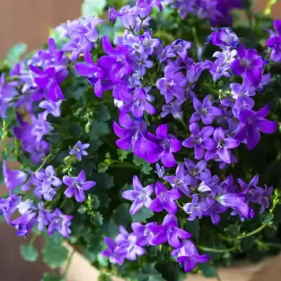 Vibrant purple bell-shaped flowers, easy perennial for beginners