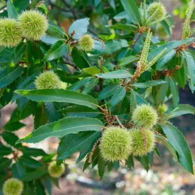 Green spiky Chinese chestnuts hanging from tree branch among lush leaves