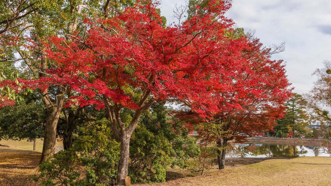 Vibrant red native maple tree with fiery foliage in park landscaping