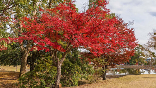 Vibrant red native maple tree with fiery foliage in park landscaping