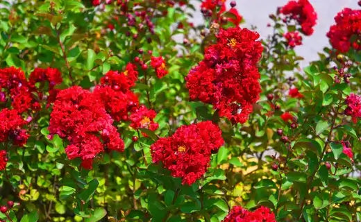 Vibrant red crepe myrtle blossoms clustering on lush green bush